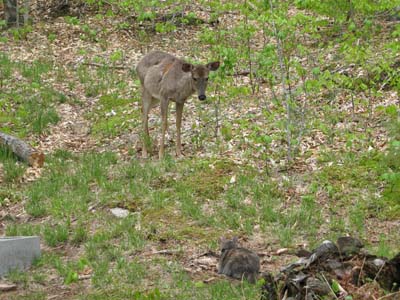 Deer and Cat in Backyard at Raquette Lake