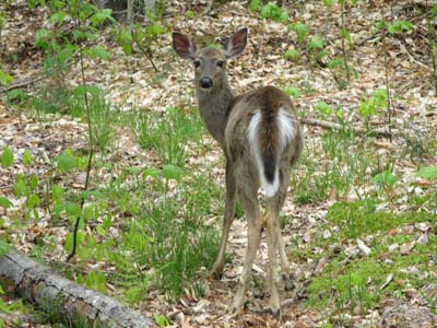 Deer in Backyard at Raquette Lake