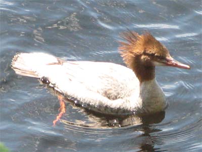 Duck at Raquette Lake