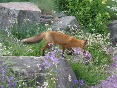 Fox in Botanical Gardens in Montreal